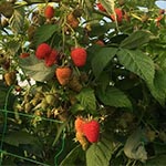 Otkup maline, Rubushill proizvodnja i otkup maline