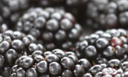 Proizvod od kupine, d/z kupina roland