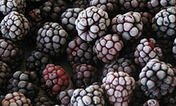 Proizvod od kupine, d/z kupina Konfitura