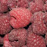 Zamrzavanje maline, Rubushill proizvodnja i otkup maline